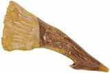 Fossil Sawfish (Onchopristis) Rostral Barb - Morocco #208912-1